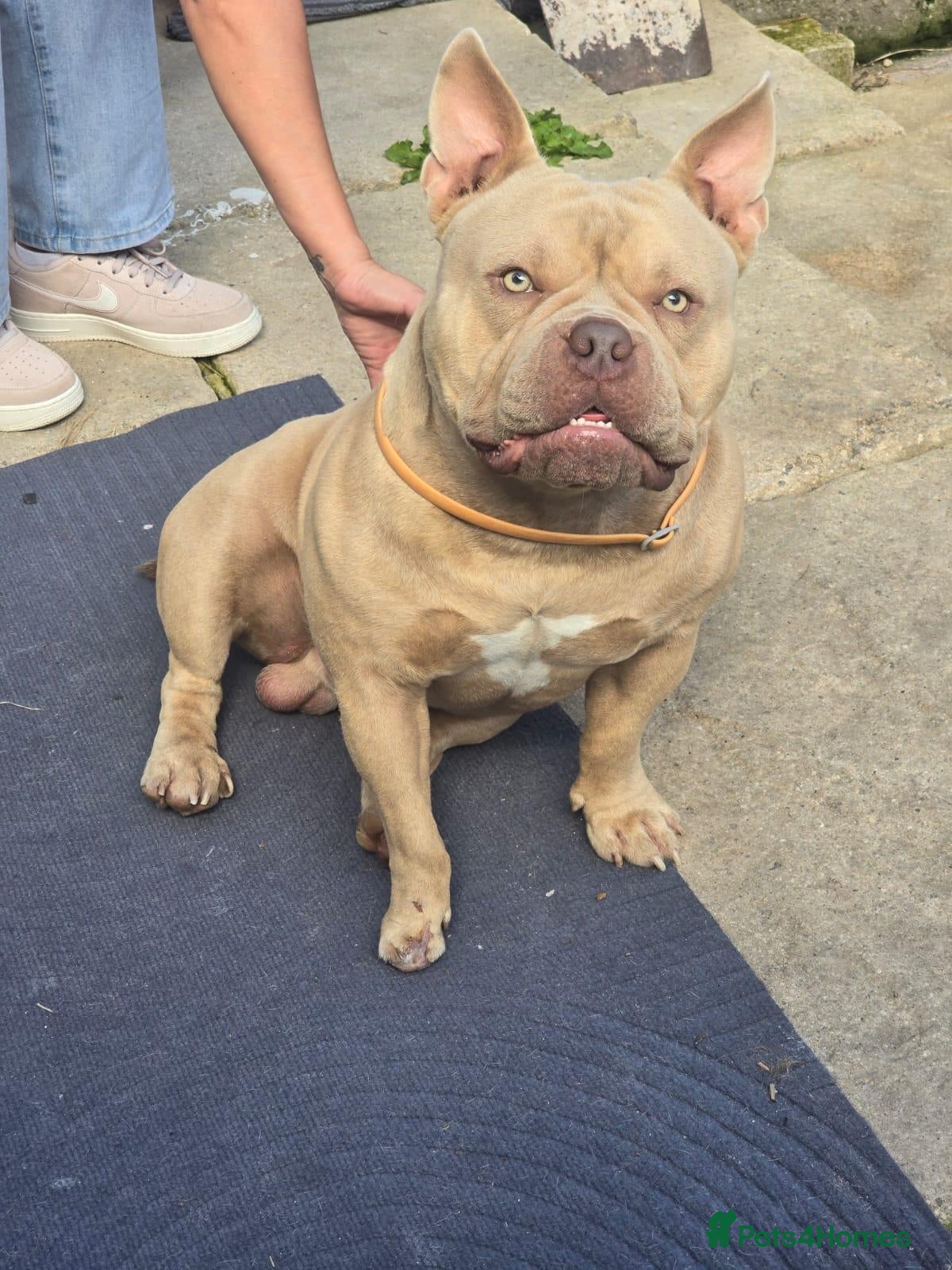 American Bully dogs boy pocket bully for sale - Advert 1