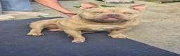 American Bully dogs for sale: boy pocket bully for sale in Cardiff - Advert 1