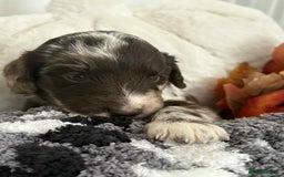 Mixed Breed dogs for sale: Double doodles  - Image 1