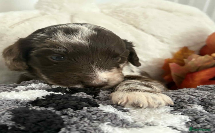 Mixed Breed dogs - Advert 4