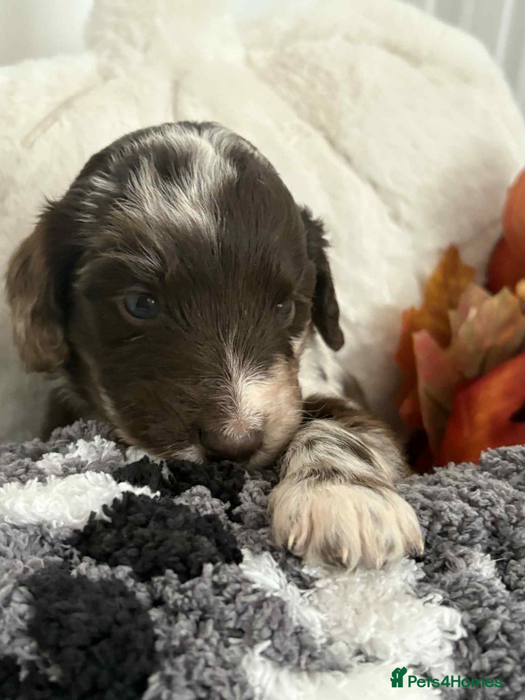 Mixed Breed dogs for sale: Double doodles  - Image 1