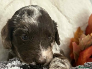 Mixed Breed dogs - Advert 1