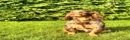 Cocker Spaniel dogs for stud: Proven KC WCS Stud Fully Health Tested - Advert 3