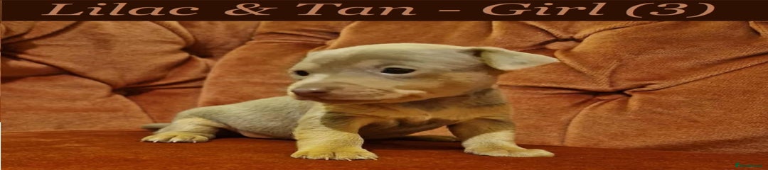 Puppy 3