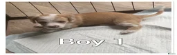 Mixed Breed dogs for sale: Beautiful pups for sale  - Advert 5
