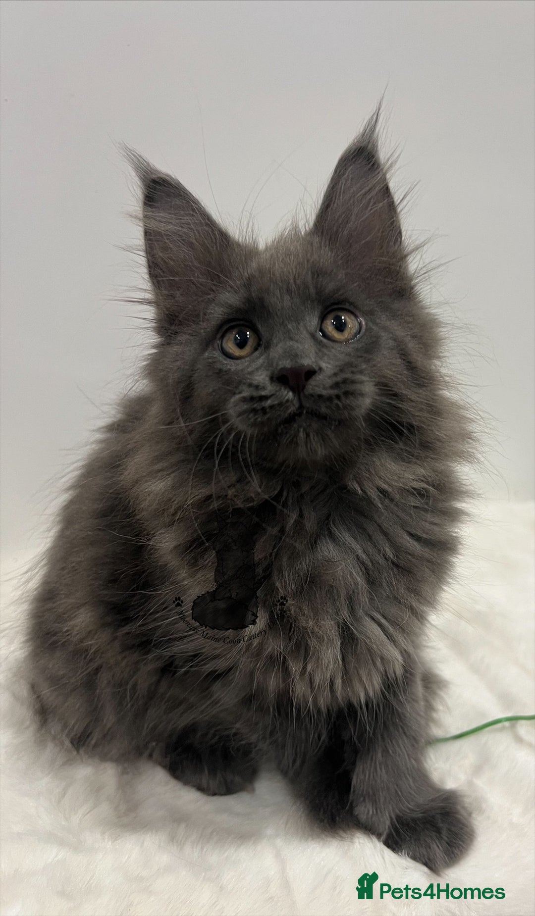 Maine Coon cats for sale: TICA blue female Maine Coon girl stunning nice  - Advert 4