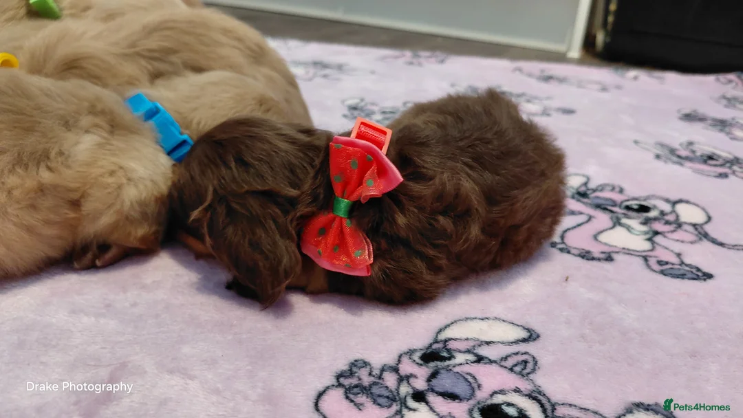 Miniature Dachshund dogs for sale: Sweetest Longhaired/One S.Haired Mini's 🤎🐾 - Advert 17
