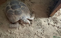 Tortoise reptiles for sale: Two Friendly Female Spur- thighed tortoises.  - Advert 2