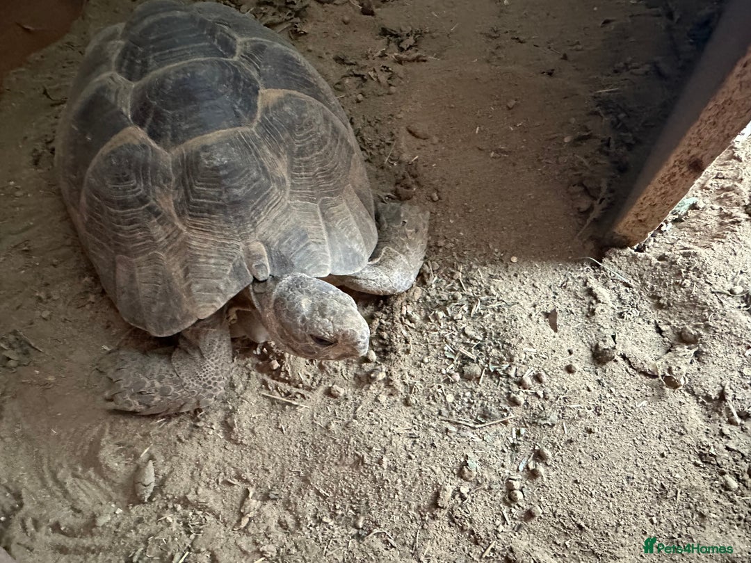 Tortoise reptiles for sale: Two Friendly Female Spur- thighed tortoises.  - Advert 2
