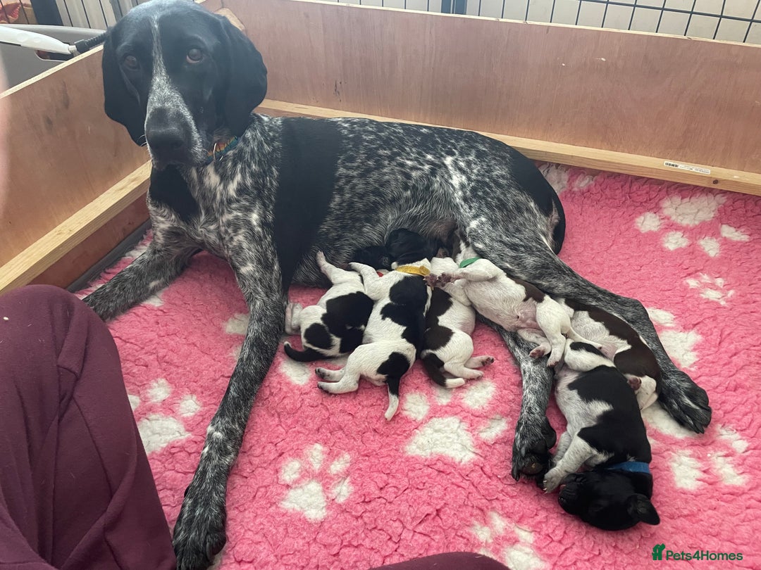 German Shorthaired Pointer dogs for sale: German Shorthaired Pointer Puppies - Image 6