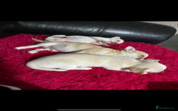 Chihuahua dogs for sale: 3 small chihuahua puppies  - Image 32
