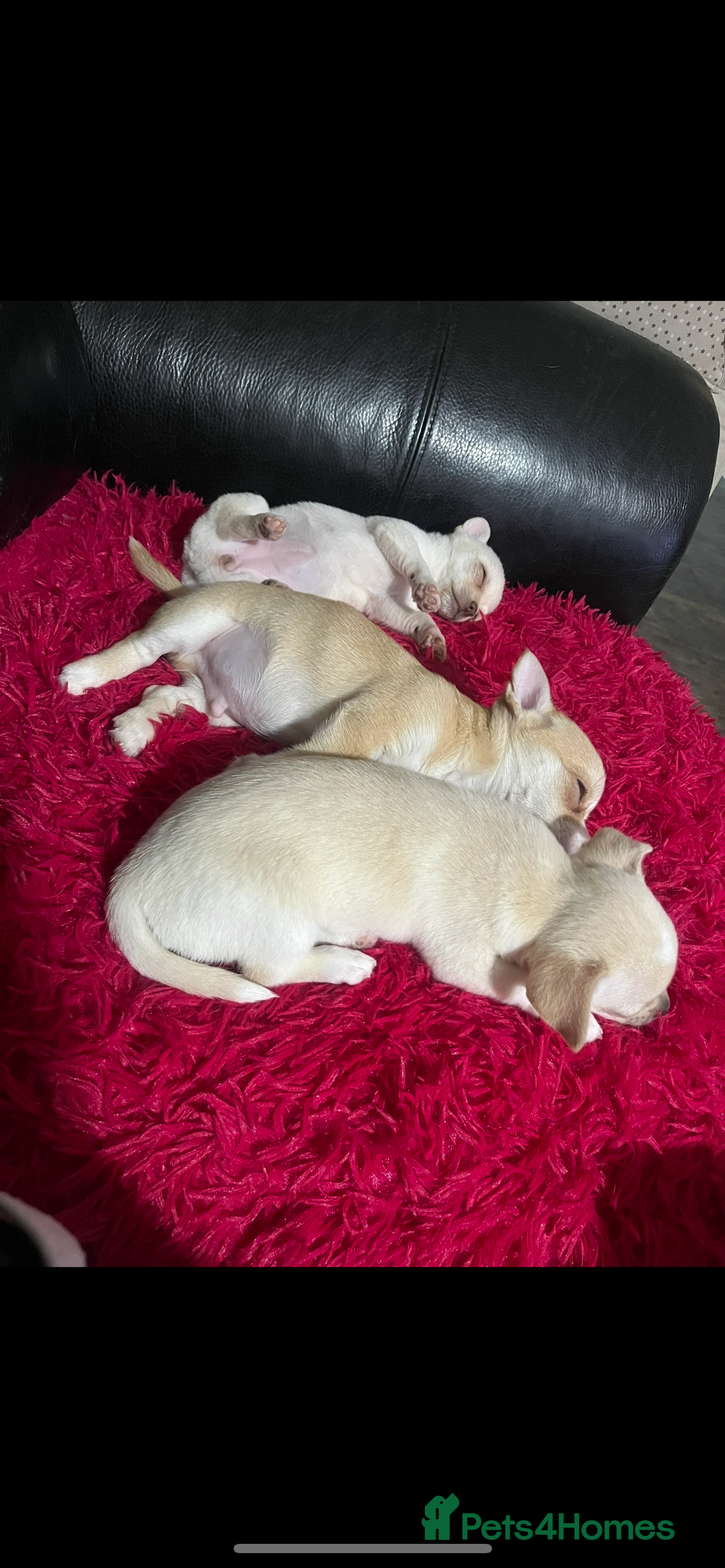 Chihuahua dogs for sale: 3 small chihuahua puppies  - Image 32