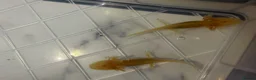 Axolotl reptiles for sale: Axolotl in Exeter - Advert 1