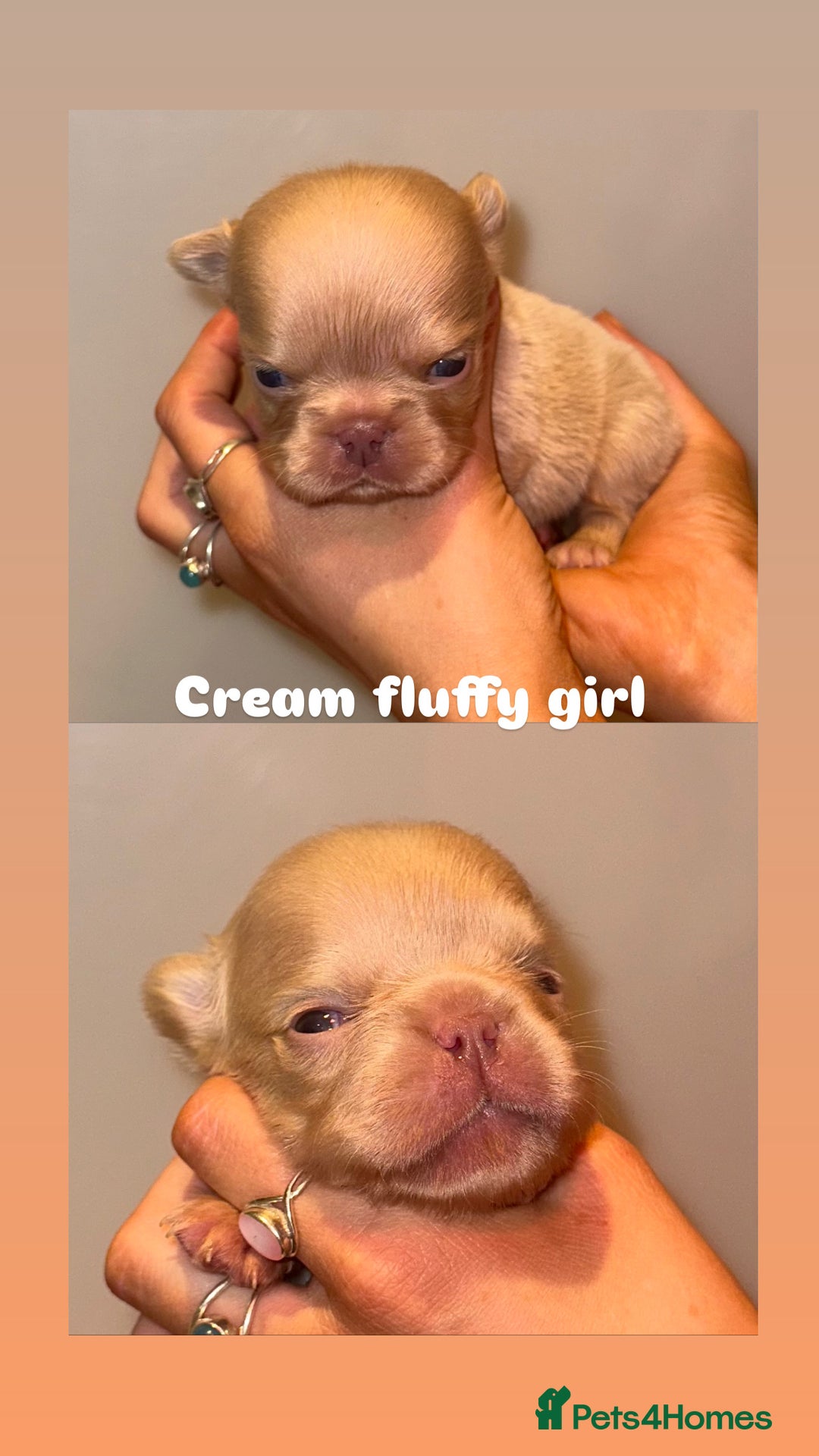 French Bulldog dogs for sale: 7 fluffy French Bulldogs puppies - Image 3