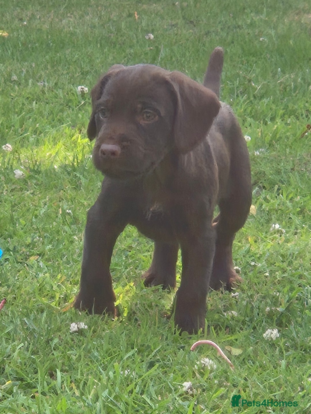 Mixed Breed dogs for sale: Cocker x Patterdale puppies  in Market Rasen - Image 4
