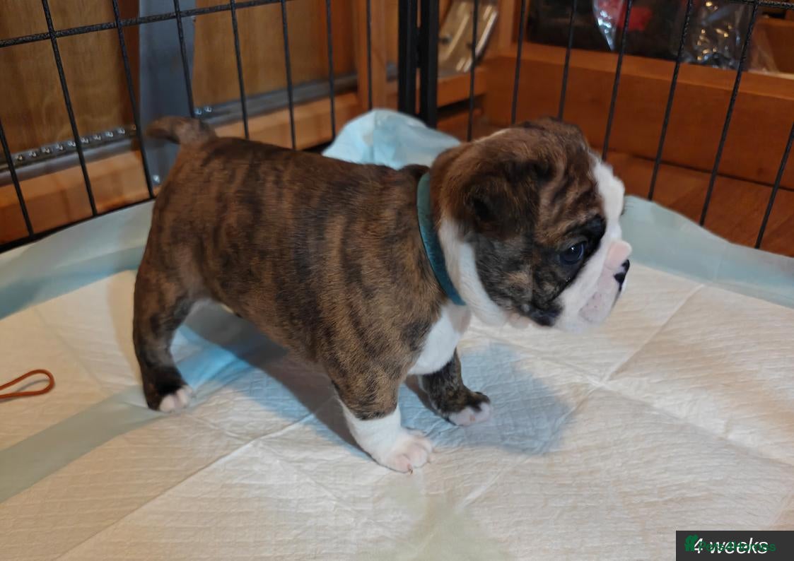 Mixed Breed dogs for sale: Boston Cross Pups Looking for Their Forever Home - Advert 1