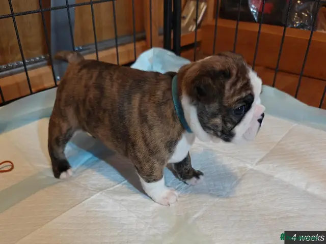 Mixed Breed dogs for sale: Boston Cross Pups Looking for Their Forever Home - Advert 18