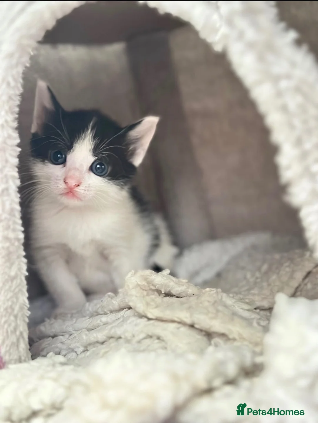 Mixed Breed cats for sale: Stunning kittens  - Advert 4