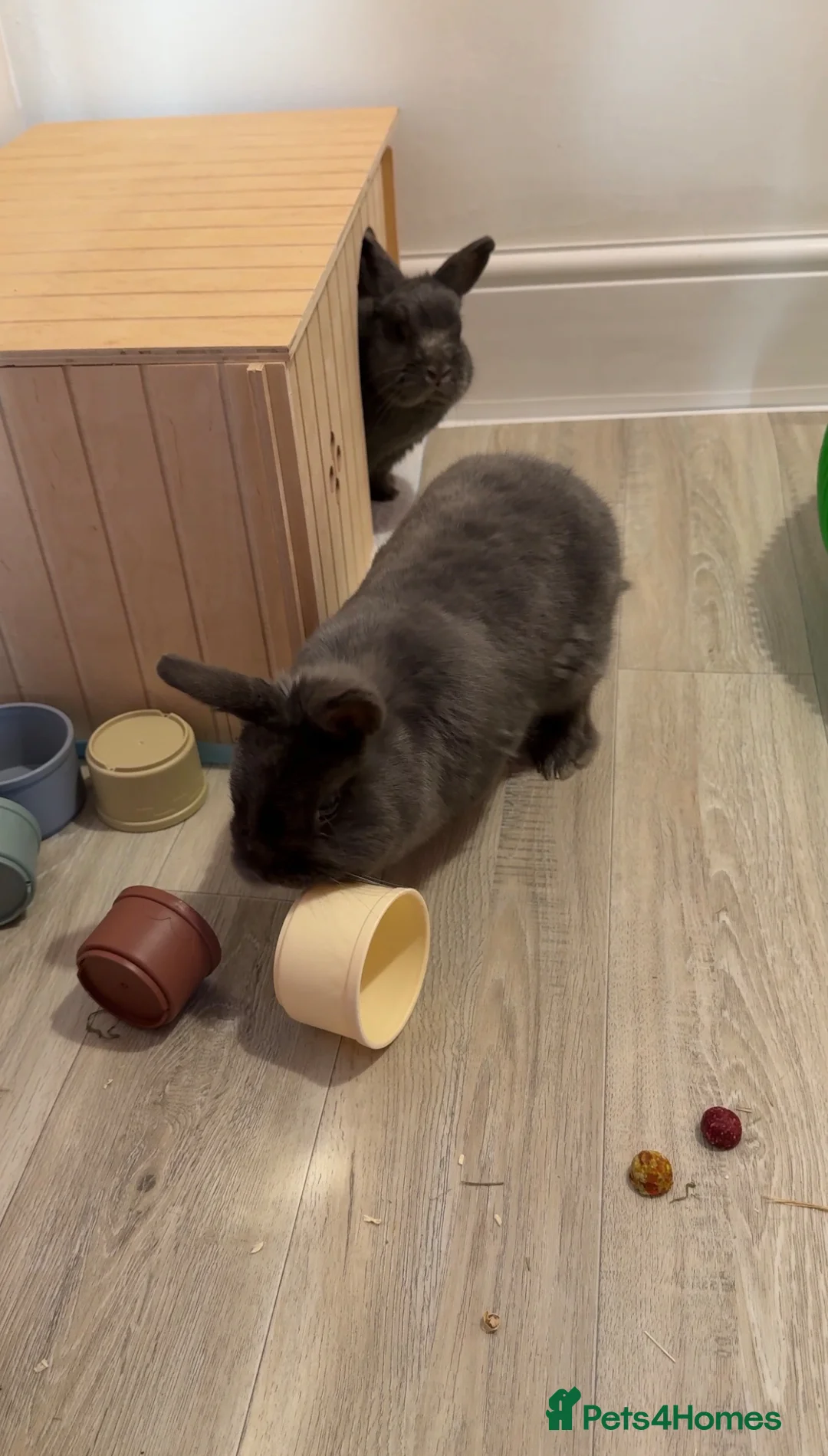 Netherland Dwarf rabbits for sale: 2 male bonded pair Netherland dwarfs. - Advert 2