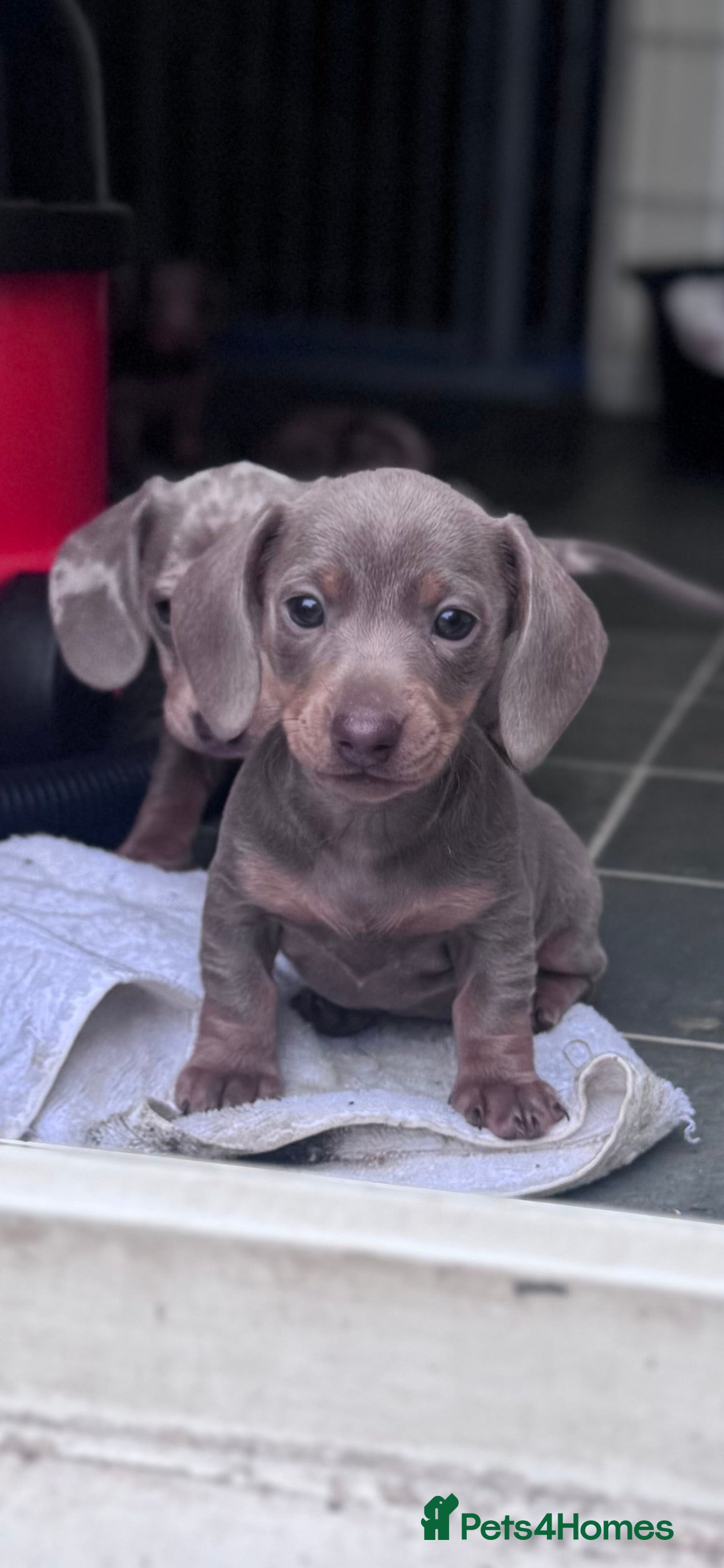 Miniature Dachshund dogs Miniature dachshunds 🩷🩷 - Advert 17