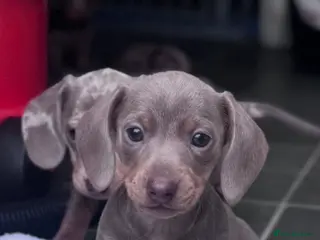 Miniature Dachshund dogs Miniature dachshunds 🩷🩷 - Advert 17