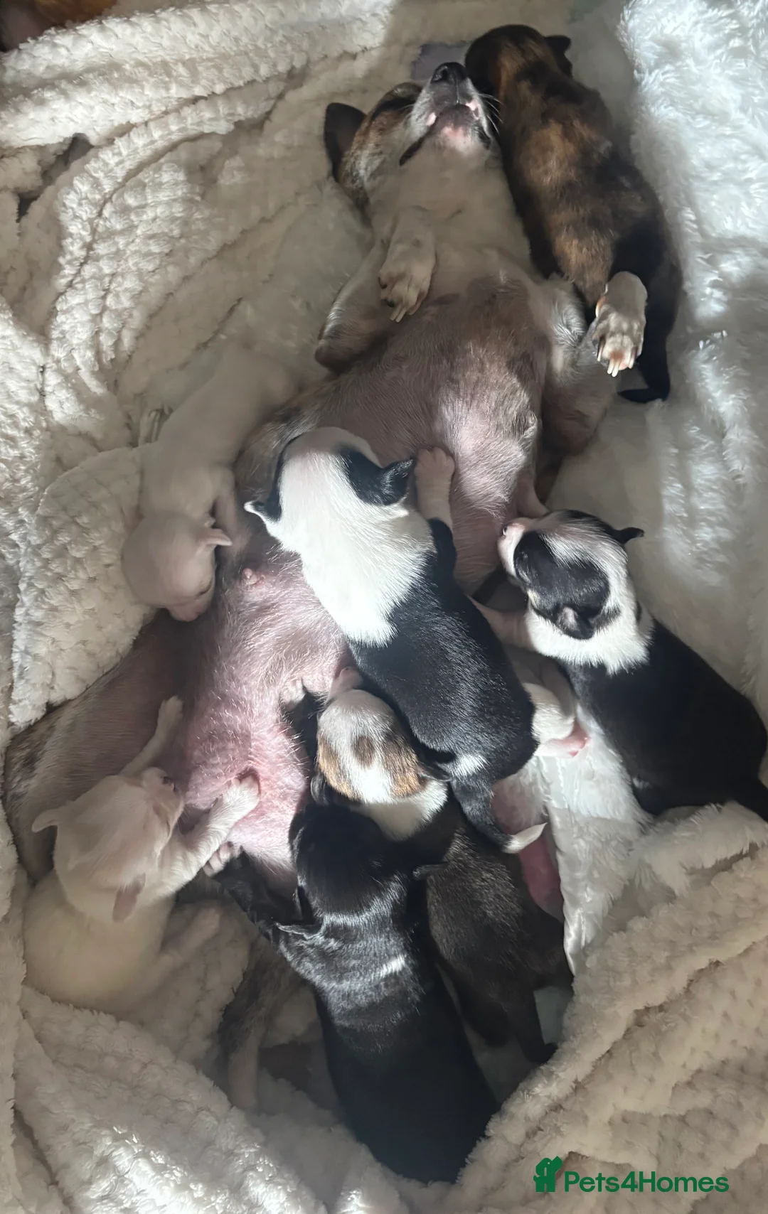 Chihuahua dogs for sale: Chihuahua puppies - Advert 2