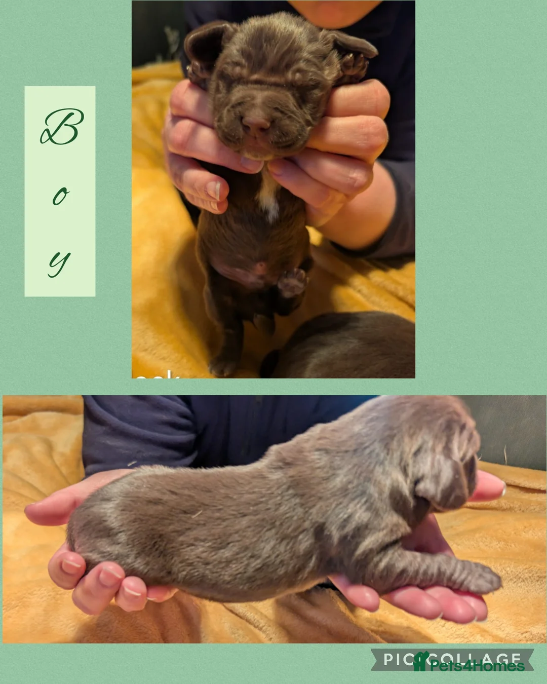 Mixed Breed dogs for sale: Weimaraner X Springer Spaniel - Advert 16