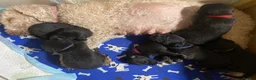 Mixed Breed dogs for sale: Liver Bedlington Mom & blue whippet dad. in Ludlow - Advert 1