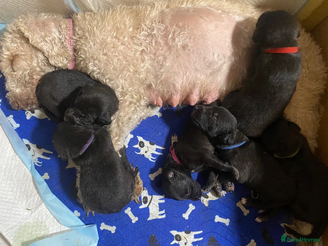 Mixed Breed dogs for sale: Liver Bedlington Mom & blue whippet dad. in Ludlow - Advert 1