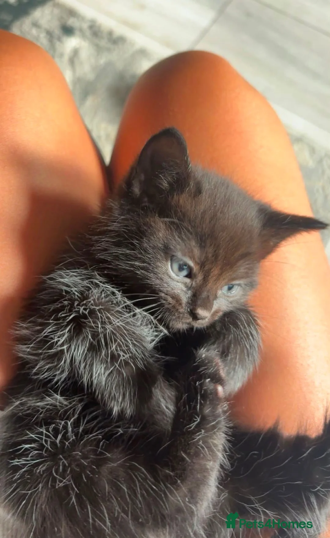 Mixed Breed cats for sale: 1 beautifull  half ragdoll baby left ready 18t aug - Advert 2