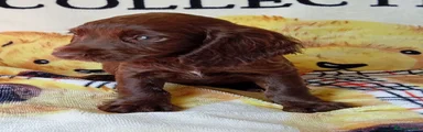 Cocker Spaniel 8