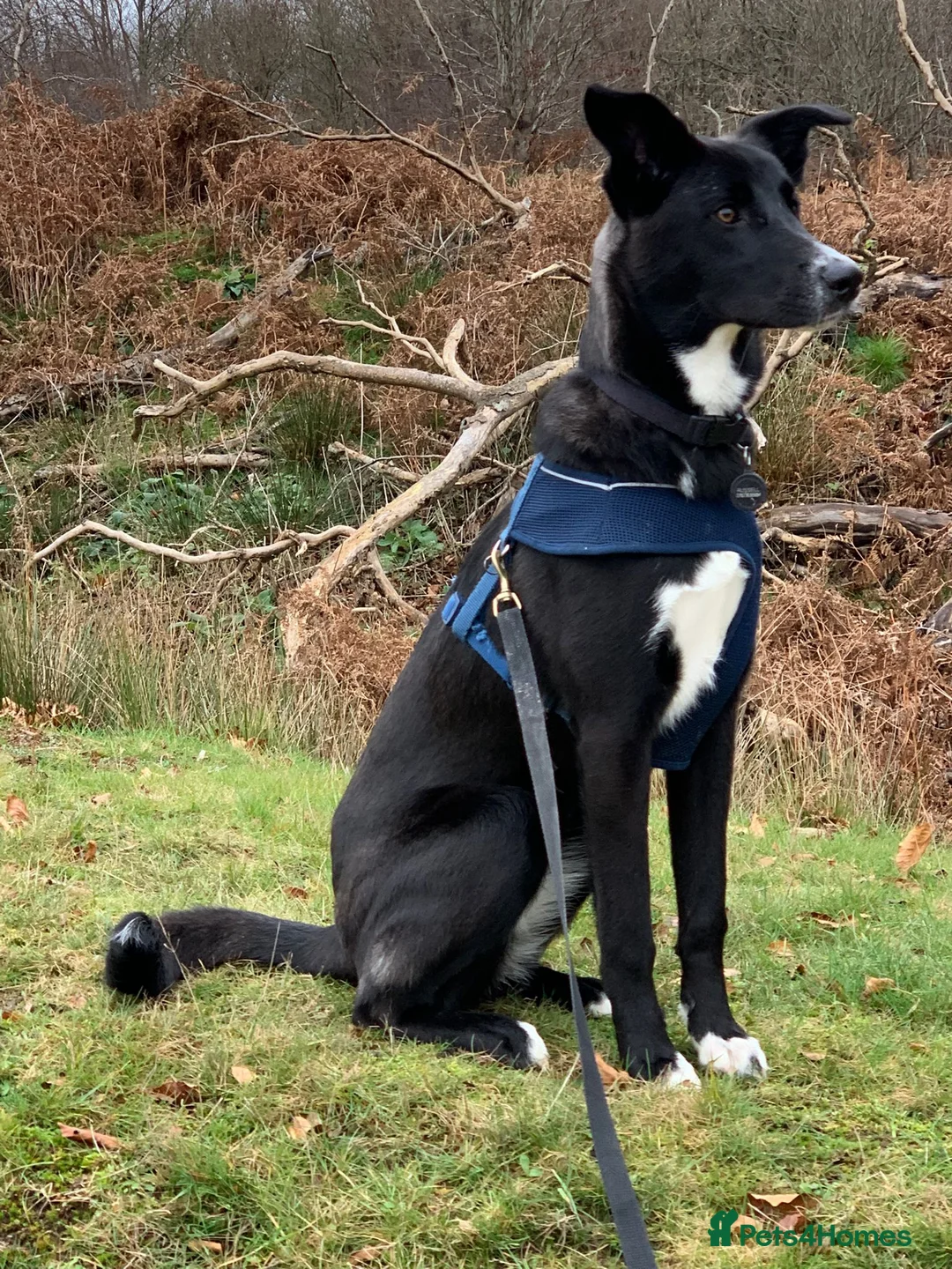 Mixed Breed dogs for adoption: MEET LOVELY FIG in Tonbridge - Advert 1