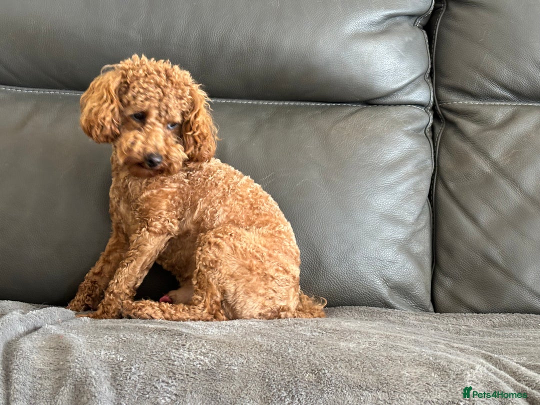 Toy Poodle dogs for sale: KC Toy Poodle Boy - Image 22