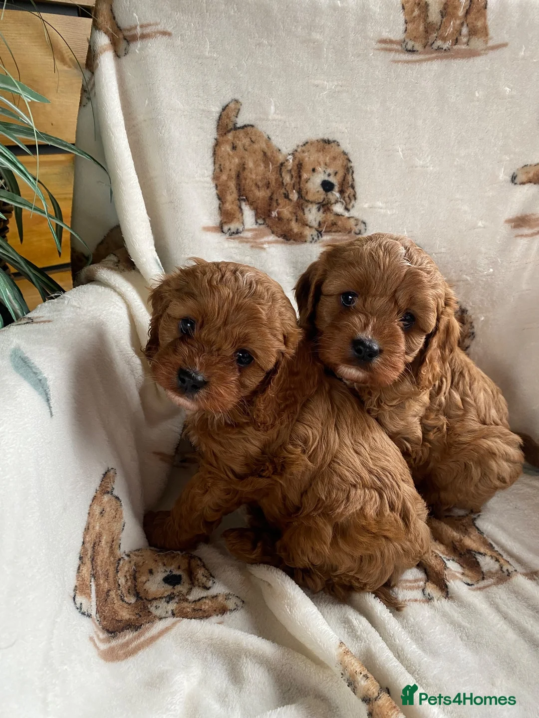 Cavapoo dogs for sale: Toy poodle cavapoos ❤️ in Newark - Advert 1