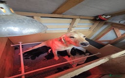 Mixed Breed dogs for sale: Labrador x Patterdale Puppies - Image 3