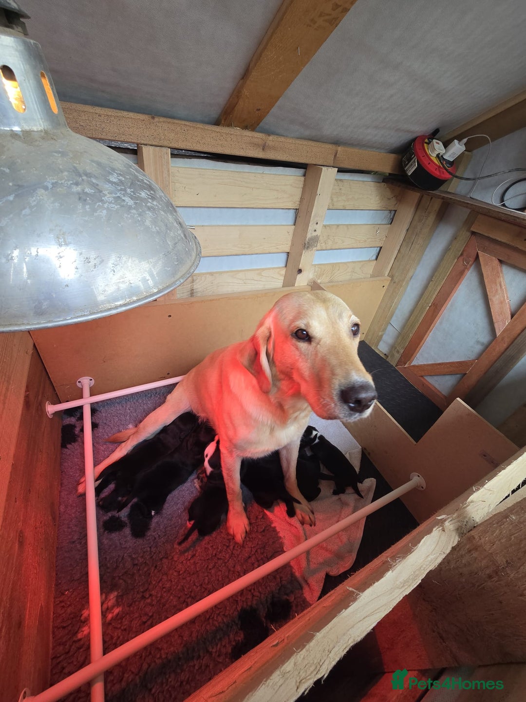 Mixed Breed dogs for sale: Labrador x Patterdale Puppies - Image 3
