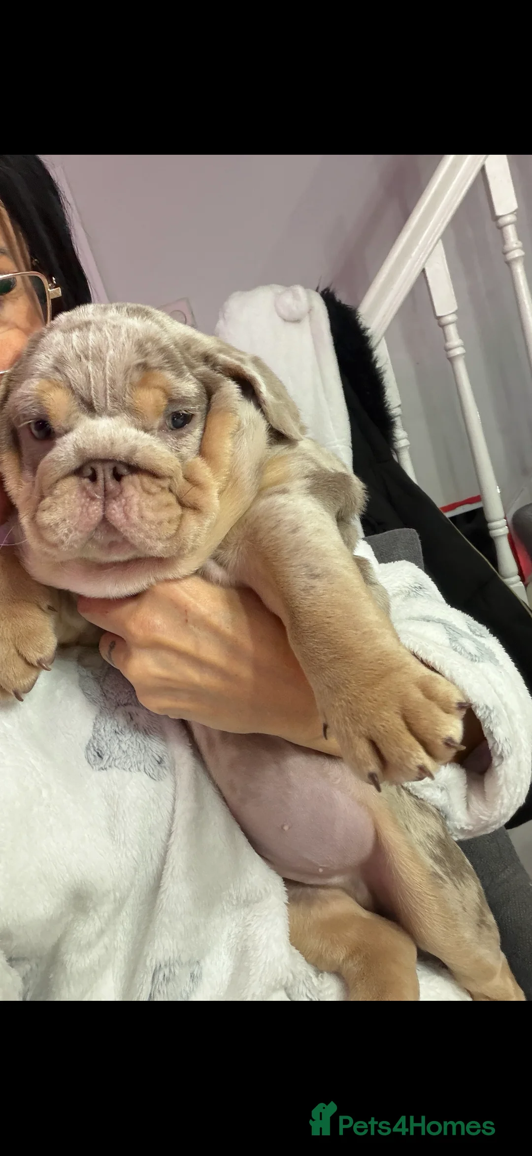 English Bulldog dogs for sale: English bulldog puppy  - Advert 1