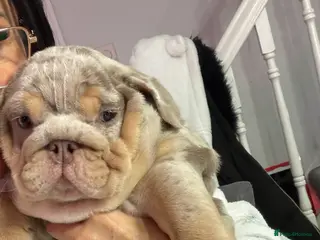 English Bulldog dogs English bulldog puppy - Advert 18