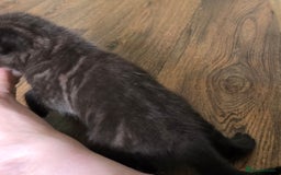 Mixed Breed cats for sale: Beautiful Kittens  - Image 8