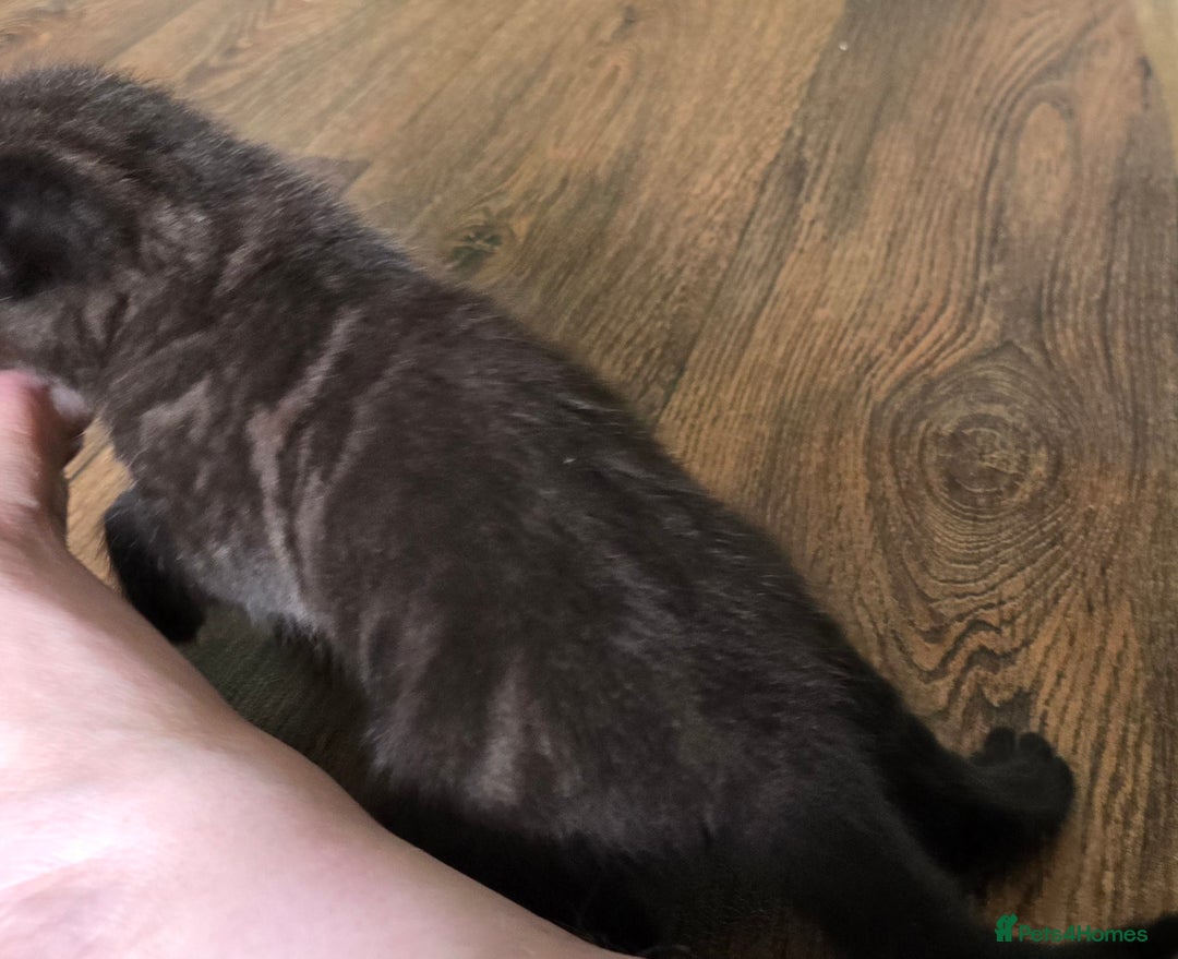 Mixed Breed cats for sale: Beautiful Kittens  - Image 8