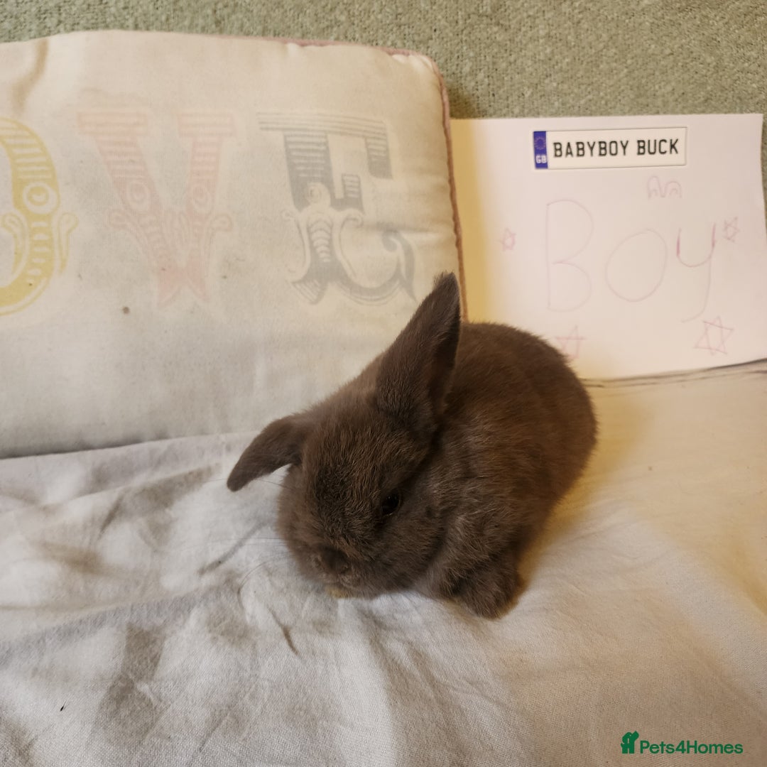 Mini Lop rabbits for sale: Stunning Mini Lop Bucks  - Image 7
