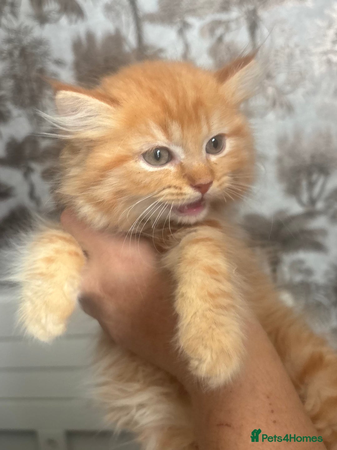 Ragdoll cats for sale: Gorgeous Kittens Available  - Image 1