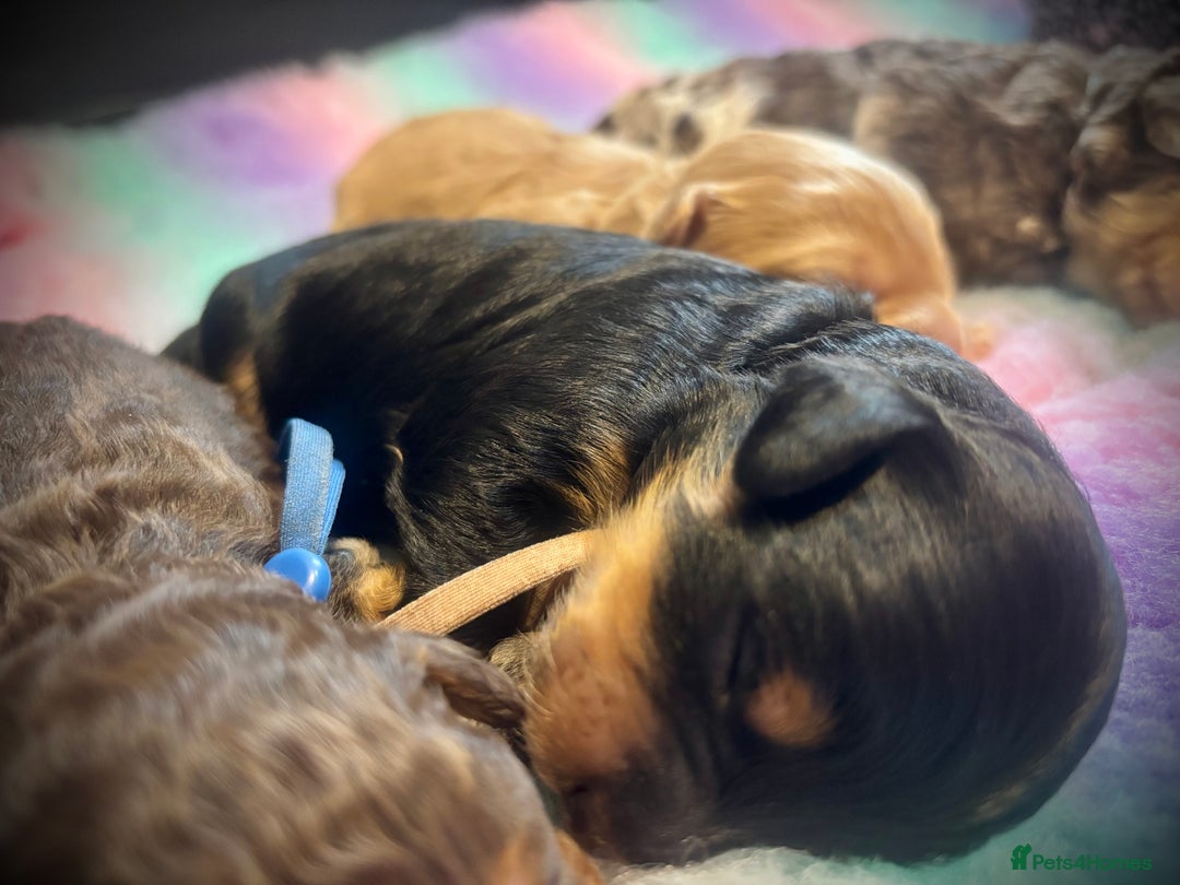 Cavapoo dogs for sale: Beautiful Black Phantom F1bb girl cavapoo - Image 10