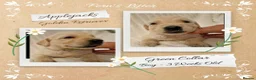 Golden Retriever dogs for sale: Quality Golden Retriever Puppies - Advert 6