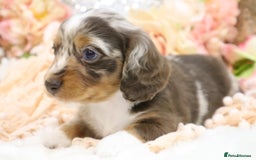 Miniature Dachshund dogs for sale: KC Miniature Dachshund Puppies - Advert 18