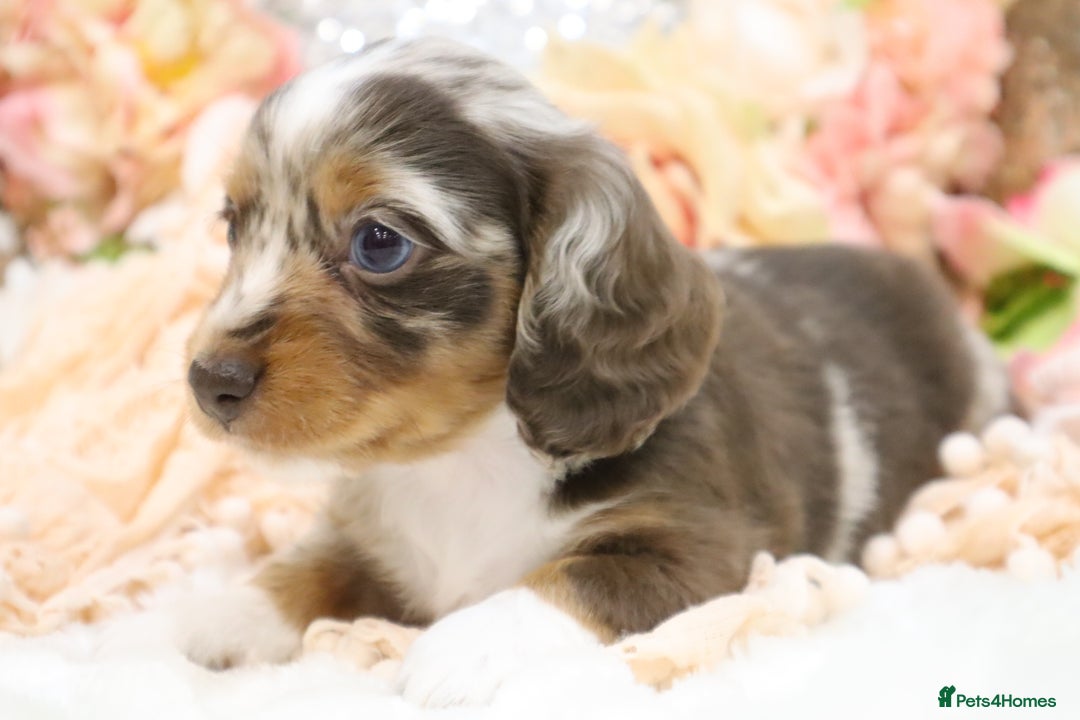 Miniature Dachshund dogs for sale: KC Miniature Dachshund Puppies - Advert 18