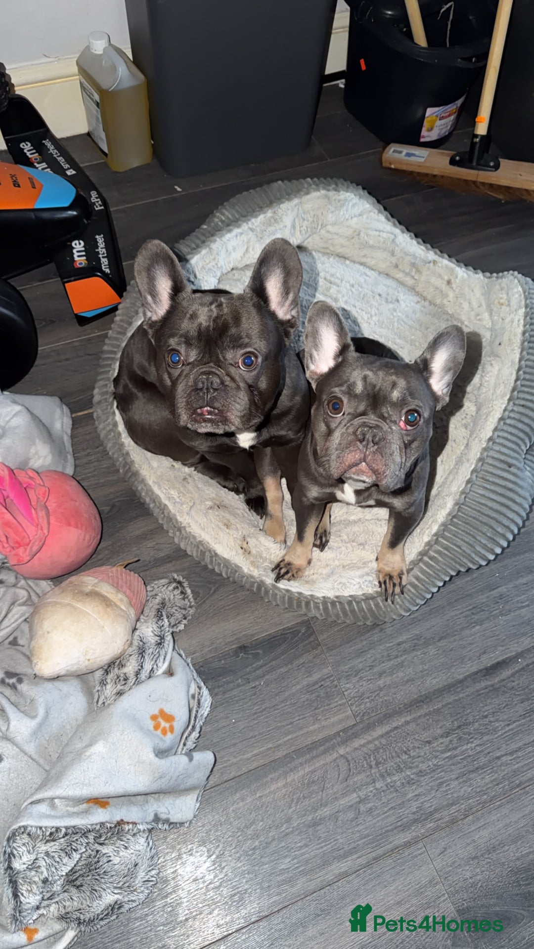 French Bulldog dogs for sale: Gorgeous Lilac, Pink Isabella, & Blue Frenchies - Advert 9