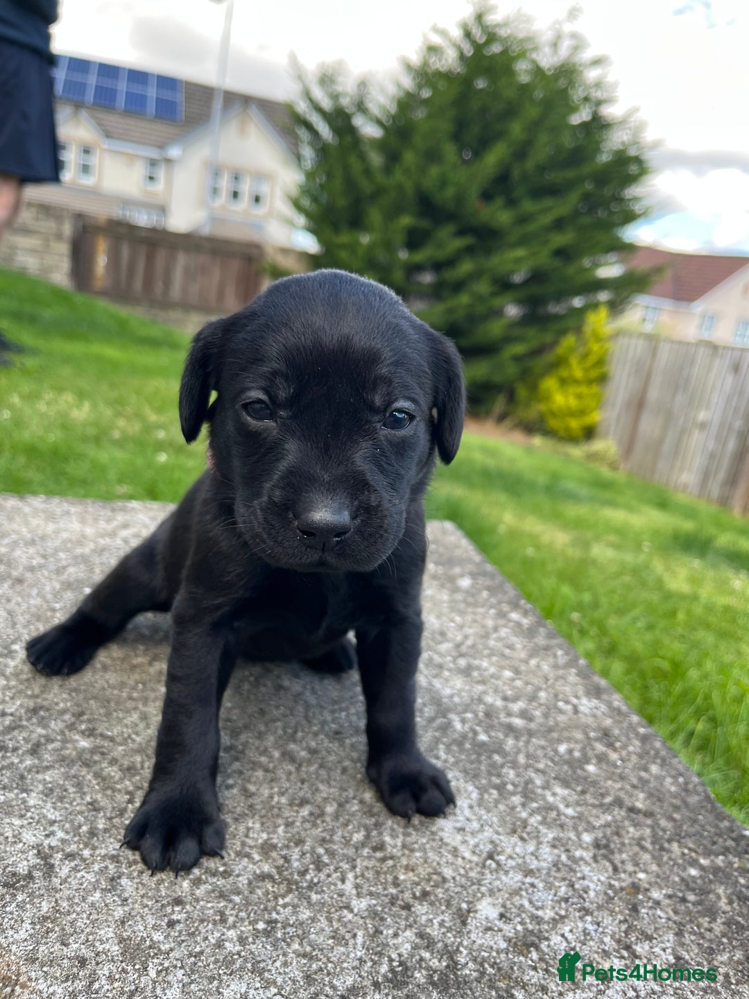 Labrador Retriever dogs for sale: KC Registered Black Labrador Puppies - Image 8