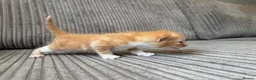Mixed Breed cats for sale: Half ragdoll kittens  - Advert 23