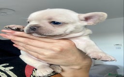 French Bulldog dogs for stud: 🌟🔥LILAC PLATINUM KC REG FRENCH BULLDOG STUD🔥🌟 in Uxbridge - Image 27